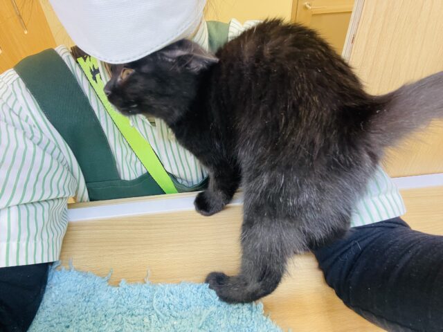 スコティッシュフォールド