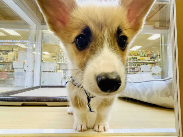 ウェルシュコーギー・ペンブローグ