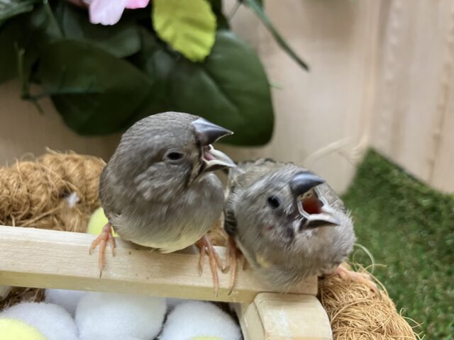 錦花鳥（キンカチョウ）