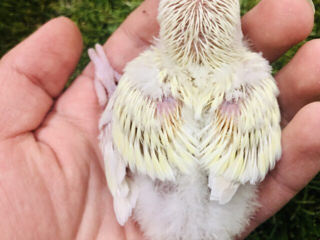 コザクラインコ（小桜インコ）