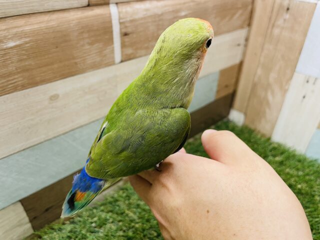 コザクラインコ（小桜インコ）