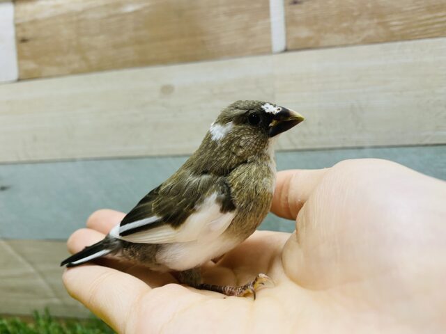 十姉妹（ジュウシマツ）