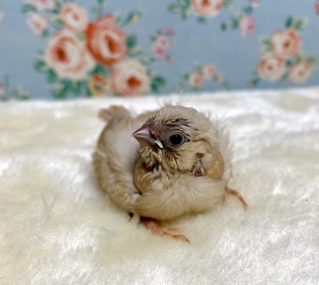 錦花鳥（キンカチョウ）