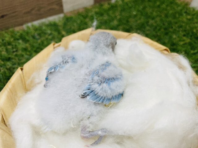 コザクラインコ（小桜インコ）