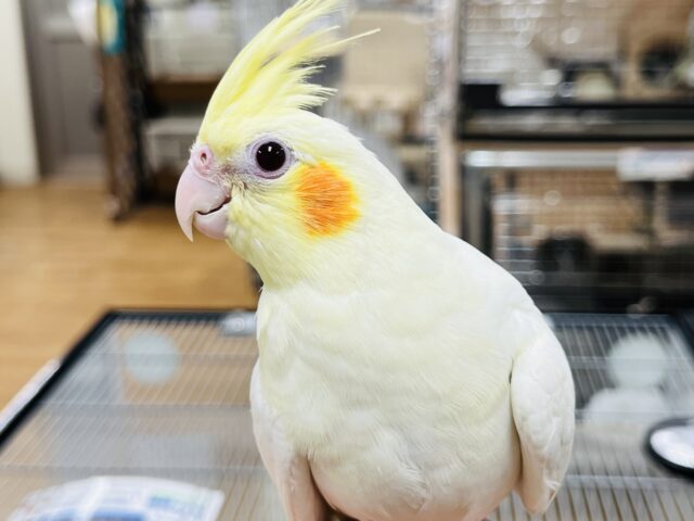 クリクリおめめ♡オカメインコ(ルチノー) オカメインコ