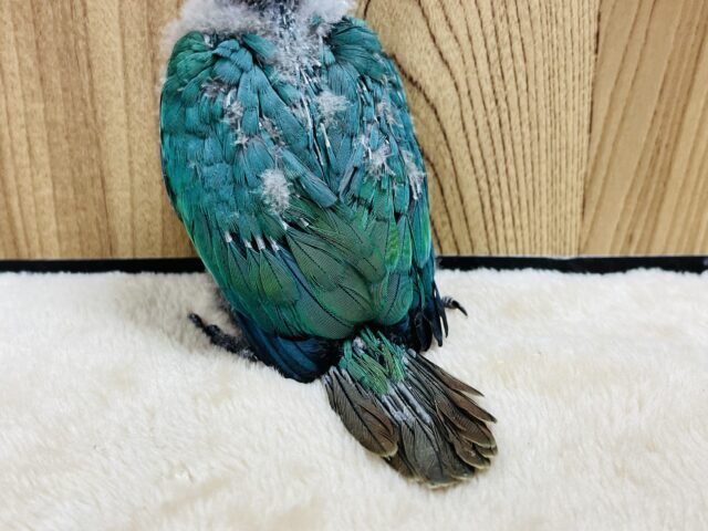 ホオミドリウロコインコ