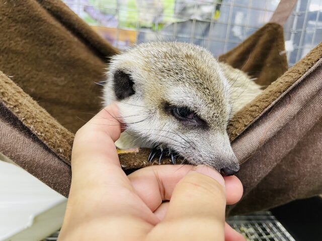 ミーアキャット