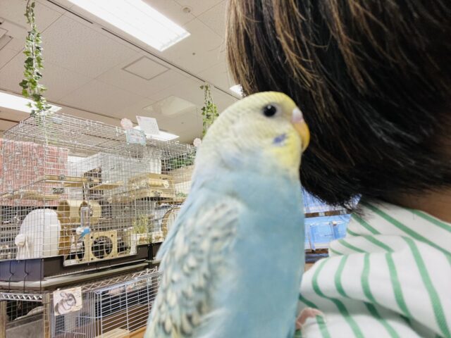 セキセイインコ