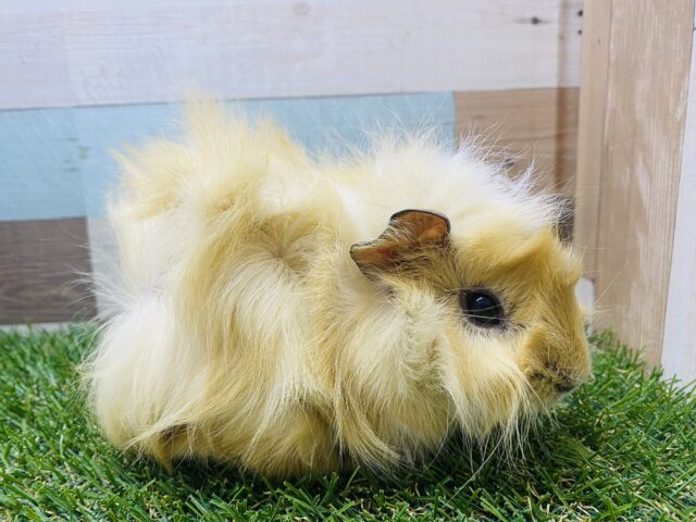 アビシニアンモルモット