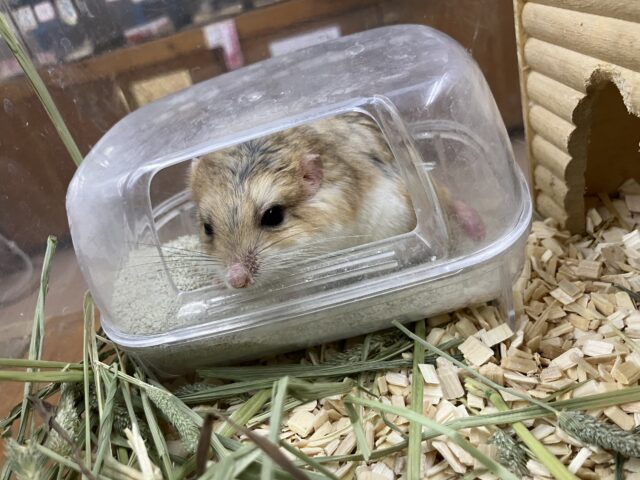 マカロニマウス（ファットテールジャービル、オブトアレチネズミ）