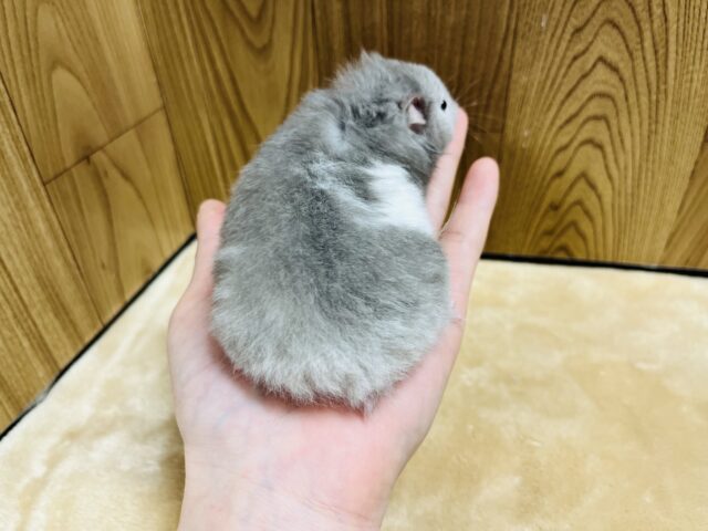 ゴールデンハムスター