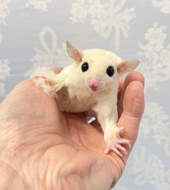 フクロモモンガ