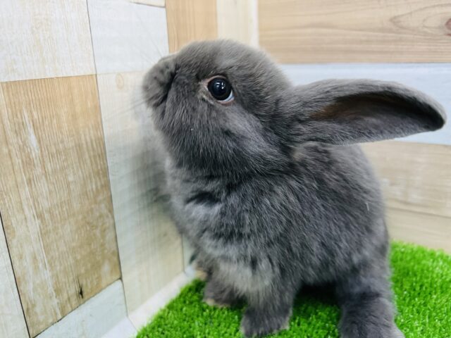 ロップイヤーラビット