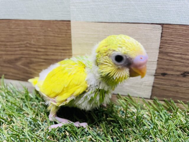 セキセイインコ