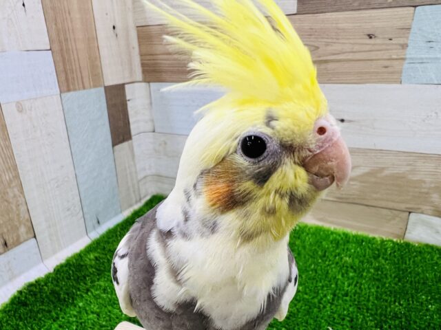 オカメインコ