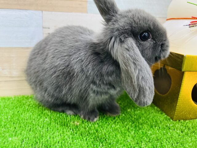 ロップイヤーラビット