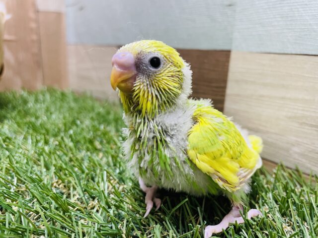 セキセイインコ