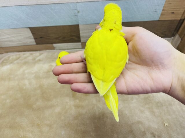 セキセイインコ