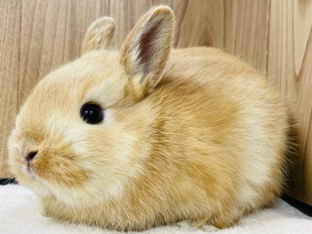 ライオンドワーフラビット