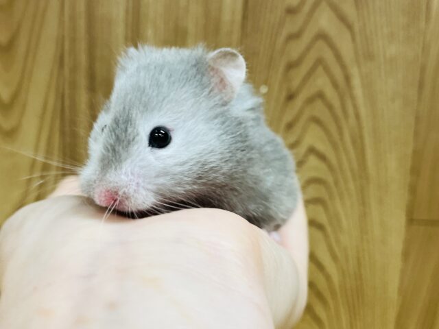 ゴールデンハムスター