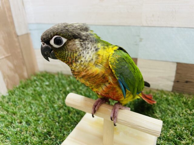 ワキコガネウロコインコ
