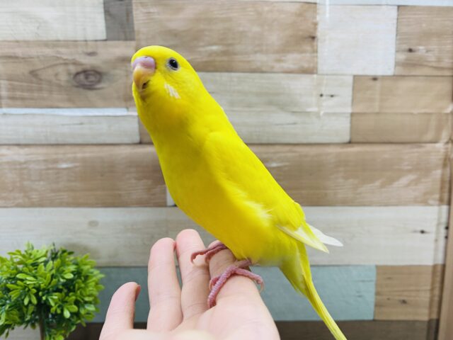 セキセイインコ