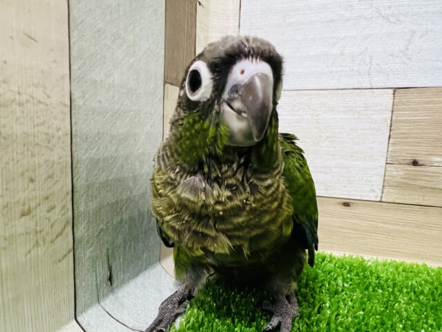 ホオミドリウロコインコ