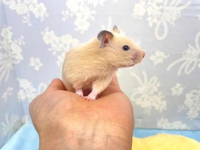 ゴールデンハムスター