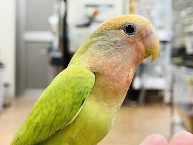 コザクラインコ（小桜インコ）