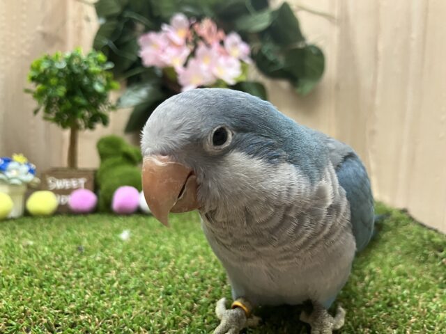 オキナインコ