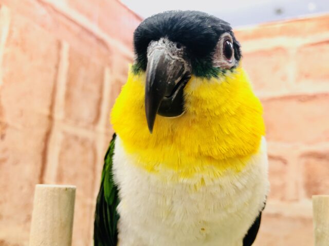 ズグロシロハラインコ