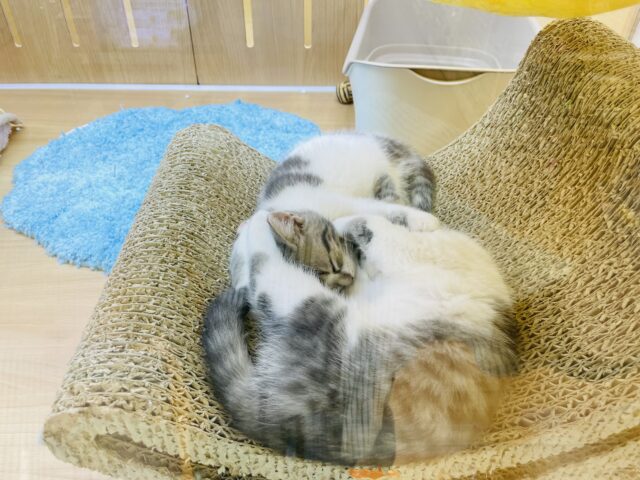 スコティッシュフォールド