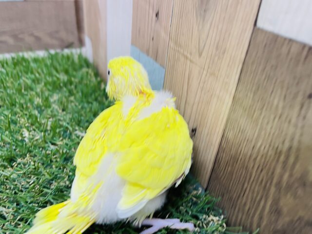 セキセイインコ