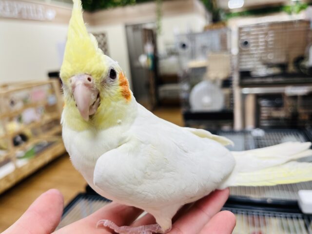 オカメインコ