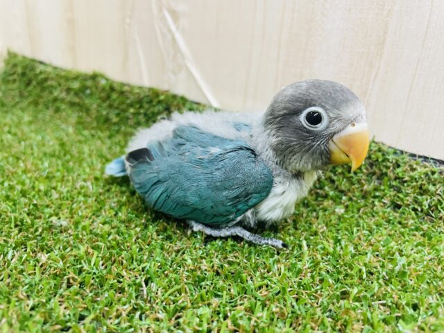 ブルーボタンインコ