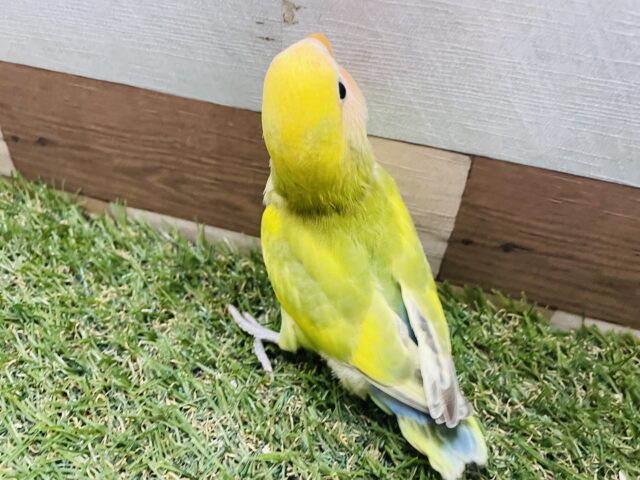 コザクラインコ（小桜インコ）