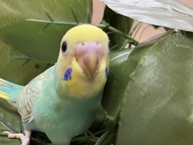 セキセイインコ
