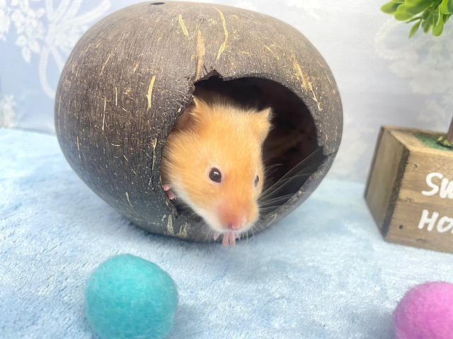 光沢感✨️サテンハムスター男の子2022年11月生まれ ゴールデンハムスター