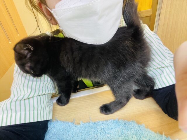 スコティッシュフォールド