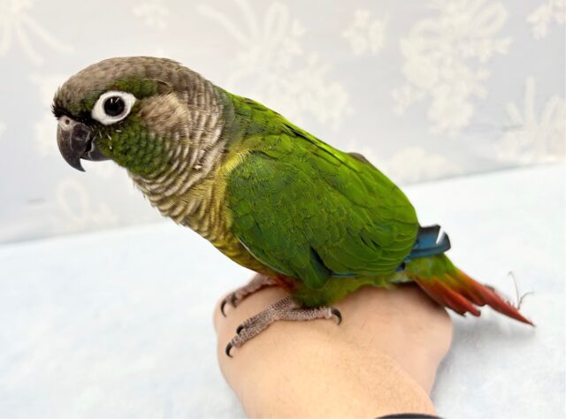 ホオミドリウロコインコ