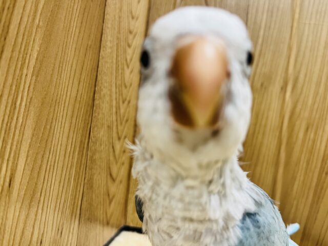 オキナインコ