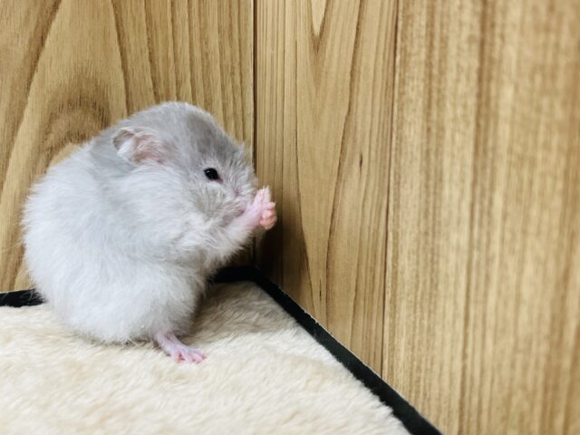 ゴールデンハムスター