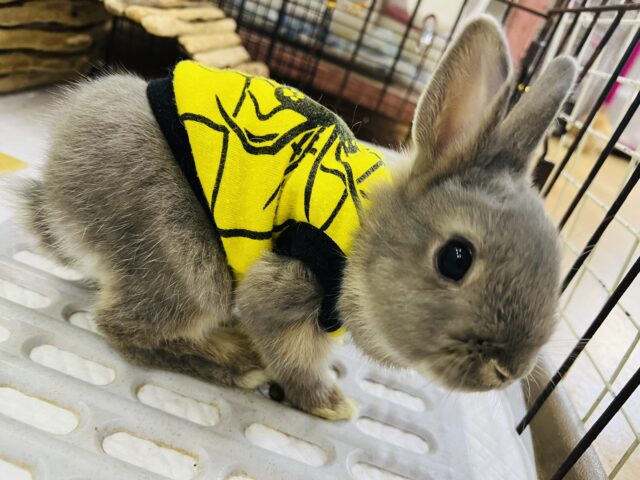 ネザーランドドワーフ