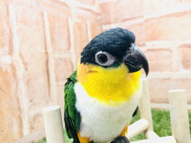 ズグロシロハラインコ