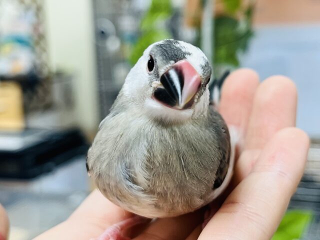 桜文鳥