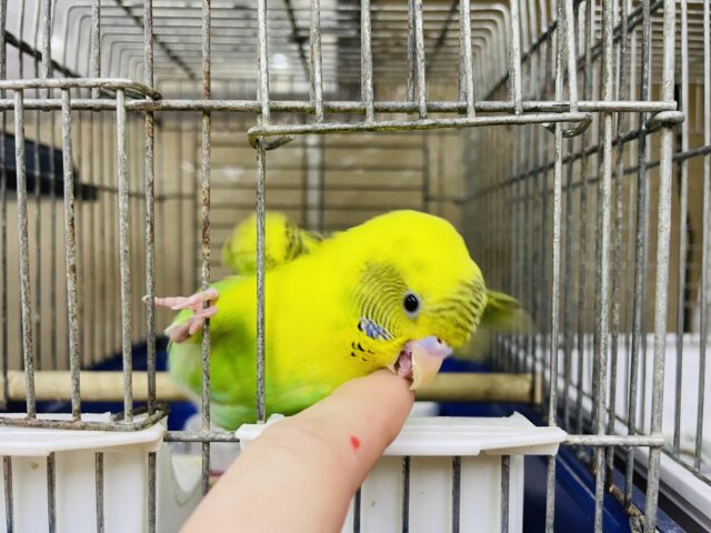 セキセイインコ