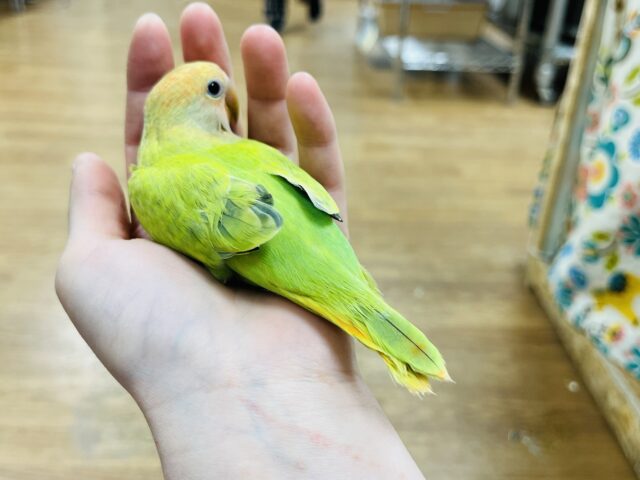 コザクラインコ（小桜インコ）