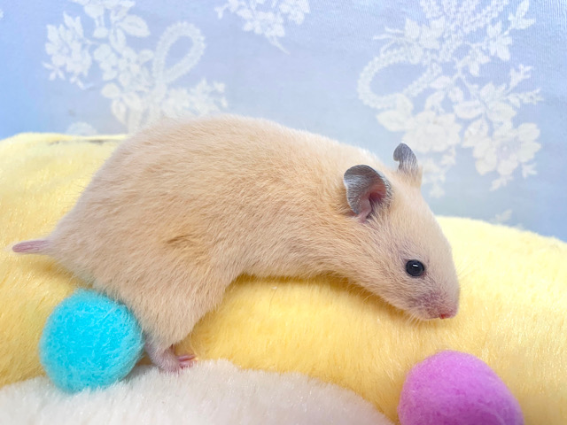 ゴールデンハムスター