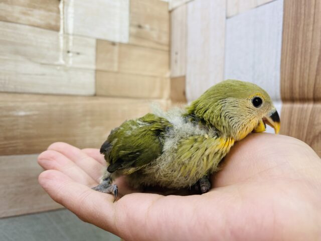 コザクラインコ（小桜インコ）