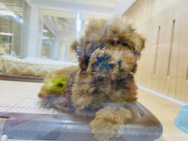 トイプードル